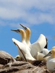 193 - GANNET PAIR - NI DHEAGHAIDH CHRISTINA - ireland <div